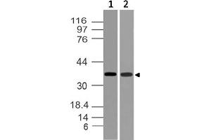 Image no. 1 for anti-TWIST Neighbor (TWISTNB) (AA 28-257) antibody (ABIN5027613)