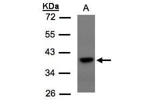 Image no. 1 for anti-Transcription Factor 19 (TCF19) (C-Term) antibody (ABIN2856318)