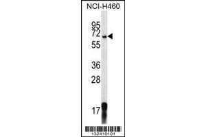 Image no. 1 for anti-G-Protein Signaling Modulator 1 (GPSM1) (Center) antibody (ABIN2438005)