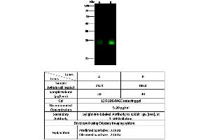 Image no. 2 for anti-High Mobility Group Box 3 (HMGB3) (C-Term) antibody (ABIN6924988)
