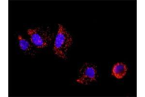 Proximity Ligation Assay (PLA) image for E2F2 & E2F1 Protein Protein Interaction Antibody Pair (ABIN1340332)