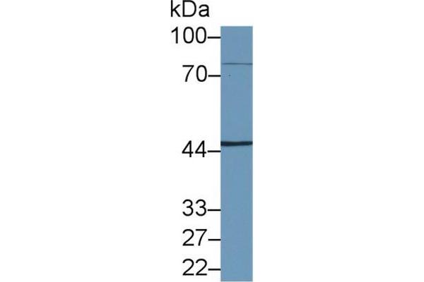 anti-NFKB Repressing Factor (NKRF) (AA 1-296) antibody