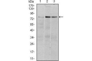 Image no. 5 for anti-Ribosomal Protein S6 Kinase, 90kDa, Polypeptide 3 (RPS6KA3) antibody (ABIN969386)