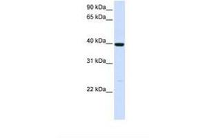 Image no. 1 for anti-Alcohol Dehydrogenase 1A (Class I), alpha Polypeptide (ADH1A) (AA 110-159) antibody (ABIN6738000)