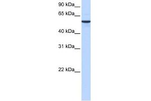 Image no. 1 for anti-Diphthamide Biosynthesis Protein 2 (DPH2) (N-Term) antibody (ABIN2784710)