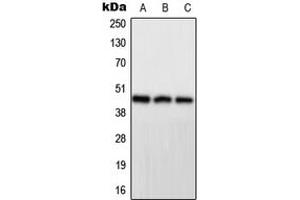 Image no. 1 for anti-Protein Phosphatase 1, Regulatory Subunit 7 (PPP1R7) (Center) antibody (ABIN2706860)