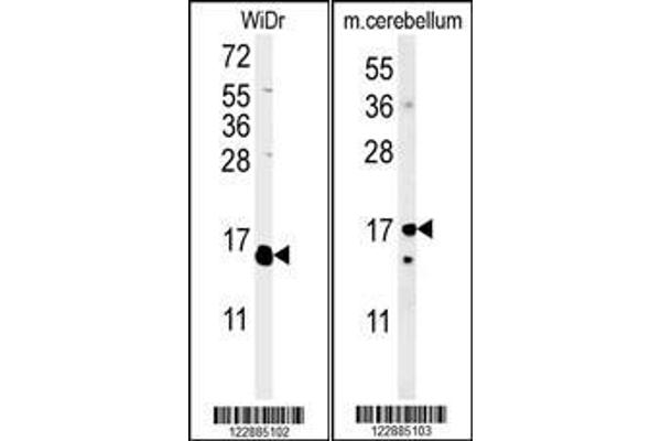 anti-Interleukin 4 (IL4) (AA 122-150), (AA 122-151), (C-Term) antibody