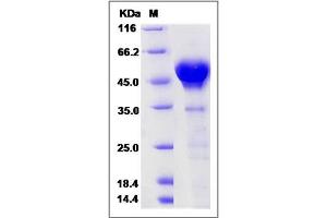 Image no. 1 for Calumenin (CALU) (AA 1-311) protein (His tag) (ABIN2005729)