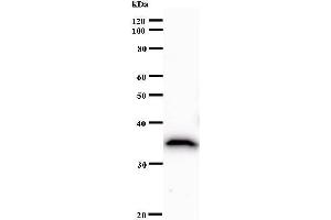Image no. 1 for anti-Dual Specificity Phosphatase 5 (DUSP5) antibody (ABIN932459)