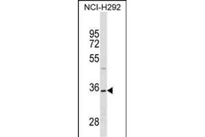 TSN18 Antibody (Center) (ABIN1538696 and ABIN2849649) western blot analysis in NCI- cell line lysates (35 μg/lane).
