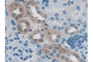 NXN antibody  (AA 167-435)
