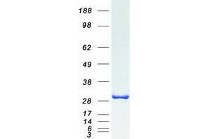 Image no. 1 for TIP41-like protein (TIPRL) (Transcript Variant 1) protein (Myc-DYKDDDDK Tag) (ABIN2733775)