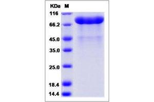 Image no. 1 for Peptidylglycine alpha-Amidating Monooxygenase (PAM) (AA 1-866) protein (His tag) (ABIN2215983)