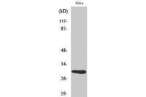 Image no. 1 for anti-Apolipoprotein A-I Binding Protein (APOA1BP) (Internal Region) antibody (ABIN3183206)