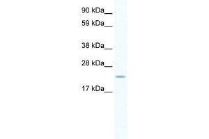 Image no. 1 for anti-SERTA Domain Containing 1 (SERTAD1) (N-Term) antibody (ABIN2775716)