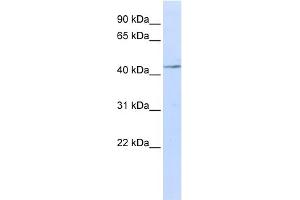 anti-Interleukin 11 Receptor, alpha (IL11RA) (N-Term) antibody