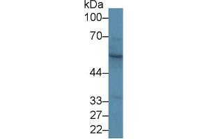 Image no. 2 for anti-Keratin 15 (KRT15) (AA 94-402) antibody (ABIN1173001)