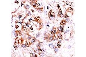 Image no. 1 for anti-Dual Specificity Phosphatase 15 (DUSP15) (AA 17-44) antibody (ABIN3028625)