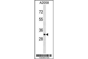 Image no. 1 for anti-Monoglyceride Lipase (MGLL) (AA 34-63), (N-Term) antibody (ABIN1539310)