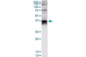 Image no. 3 for anti-Syntaxin 4 (STX4) (AA 1-297) antibody (ABIN520589)