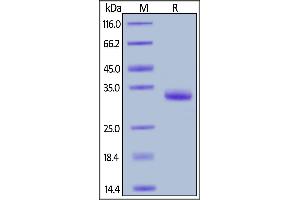 Image no. 2 for IgG (AA 99-330) (Active) protein (AVI tag,Biotin) (ABIN5674596)