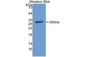 Image no. 1 for anti-Activating Transcription Factor 1 (AFT1) (AA 2-240) antibody (ABIN1858090)