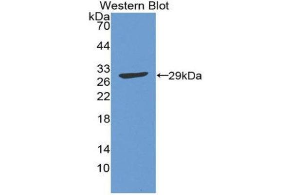 AFT1 anticorps  (AA 2-240)