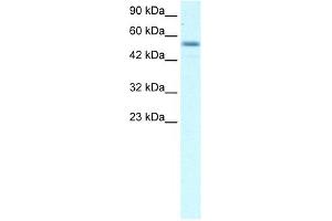Image no. 1 for anti-Early B-Cell Factor 3 (EBF3) (Middle Region) antibody (ABIN925770)