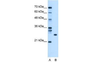 Image no. 1 for anti-RNA Binding Protein with Multiple Splicing (RBPMS) (N-Term) antibody (ABIN630003)