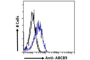 Image no. 3 for anti-ATP-Binding Cassette, Sub-Family B (MDR/TAP), Member 5 (ABCB5) (Internal Region) antibody (ABIN238622)