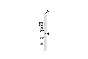 Image no. 2 for anti-Mitogen-Activated Protein Kinase 1 (MAPK1) (AA 316-345), (C-Term) antibody (ABIN1882175)