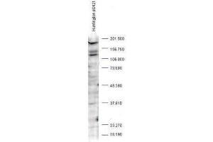 Western blot analysis is shown using  Affinity Purified anti-Huntingtin pS421 antibody to detect endogenous protein present in an unstimulated human PC-3 whole cell lysate (arrowhead).