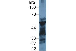 Image no. 2 for anti-Pancreatic Lipase (PNLIP) (AA 47-280) antibody (ABIN1859669)