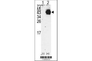 Image no. 1 for anti-Pancreatic and Duodenal Homeobox 1 (PDX1) (AA 40-69), (N-Term) antibody (ABIN392140)