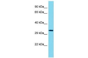 Image no. 1 for anti-Vestigial Like 1 (VGLL1) (C-Term) antibody (ABIN2780324)