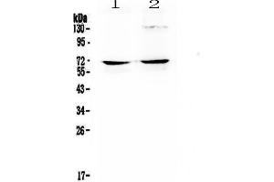 Image no. 5 for anti-Nuclear Factor I/A (NFIA) (AA 180-224), (Middle Region) antibody (ABIN4886680)