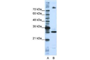 Image no. 2 for anti-serine/arginine-Rich Splicing Factor 10 (SRSF10) antibody (ABIN633431)