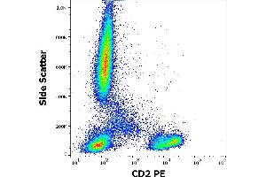 Image no. 1 for anti-CD2 (CD2) antibody (PE) (ABIN2749116)