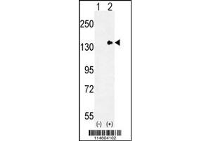 Image no. 2 for anti-Tolloid-Like 2 (TLL2) (N-Term) antibody (ABIN2496812)