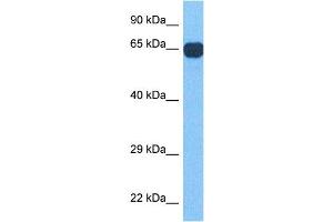 Image no. 2 for anti-Regulatory Factor X 4 (RFX4) (N-Term) antibody (ABIN2778605)