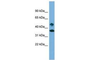 Image no. 1 for anti-SET Domain Containing 6 (SETD6) (AA 359-408) antibody (ABIN6743580)