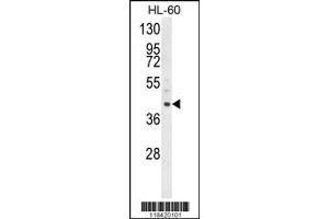 Image no. 2 for anti-Leucine-Rich alpha-2 Glycoprotein 1 (LRG1) (AA 86-114), (N-Term) antibody (ABIN652229)