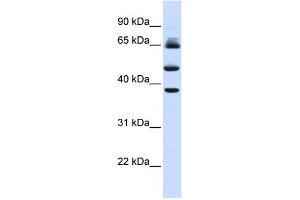 Image no. 1 for anti-F-Box and Leucine-Rich Repeat Protein 3 (FBXL3) (Middle Region) antibody (ABIN2774687)