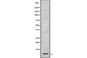 Image no. 1 for anti-Defensin, alpha 4, Corticostatin (DEFA4) antibody (ABIN6261265)