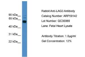 Image no. 2 for anti-Lymphocyte-Activation Gene 3 (LAG3) (C-Term) antibody (ABIN2787950)