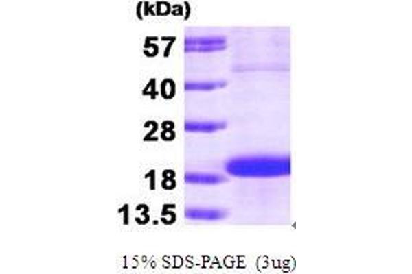 SKP1 Protein (AA 1-160)