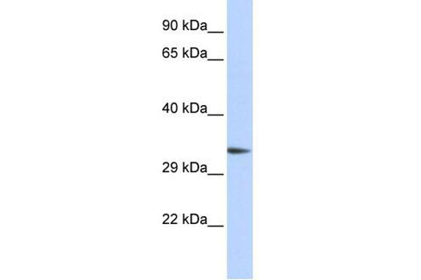 anti-PARK2 Co-Regulated (PACRG) (Middle Region) antibody