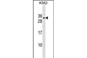 SSX3 Antibody (Center) (ABIN1538470 and ABIN2849880) western blot analysis in K562 cell line lysates (35 μg/lane).