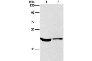 KCNA7 antibody