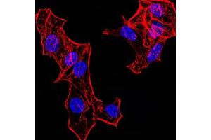 Image no. 2 for anti-Histone Cluster 2, H4a (HIST2H4A) (meLys20) antibody (ABIN5684092)